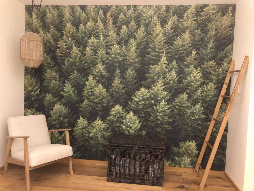 Douglas firs from above