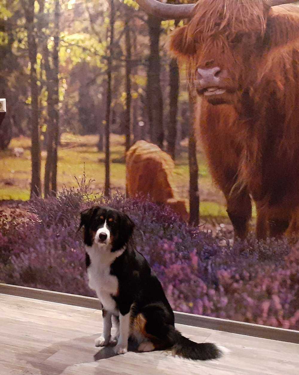 Highlanders in nature reserve