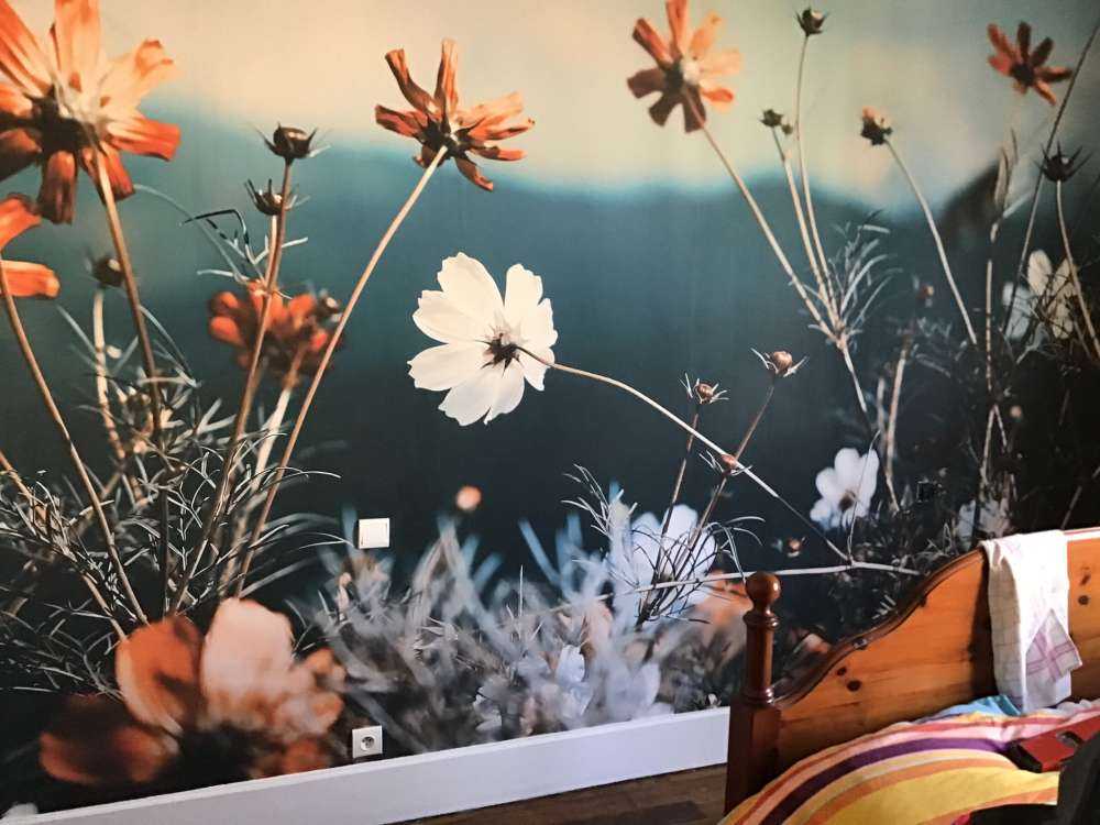 Cosmos flowers in the field