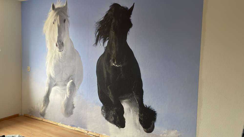 White and a black horse