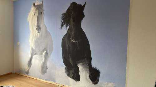 White and a black horse