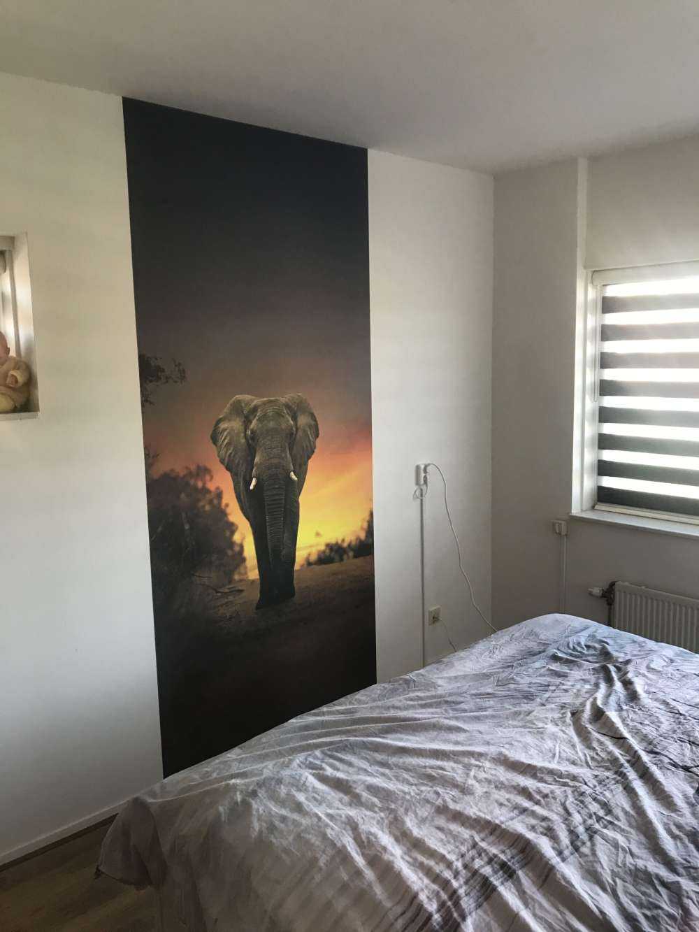 Elephant in the sunset
