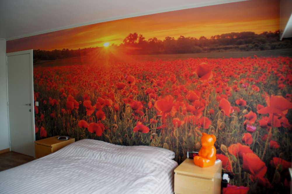 Field full of poppies