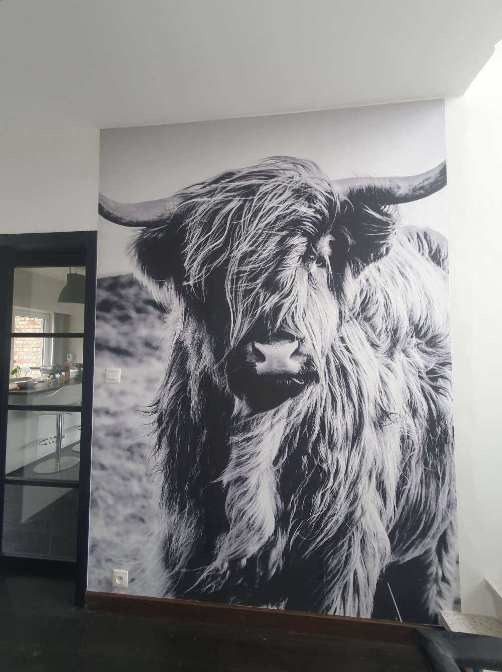 Scottish Highlander in black and white