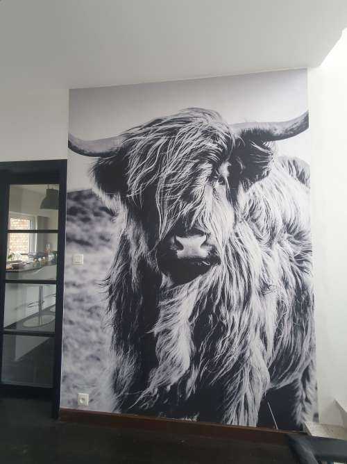 Scottish Highlander in black and white