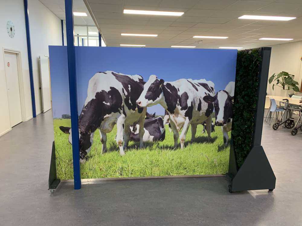 Photo wallpaper cows