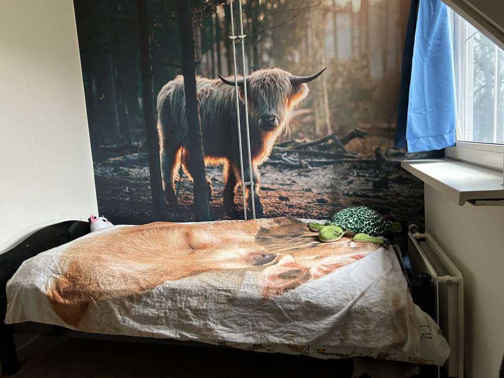 White Scottish Highlander