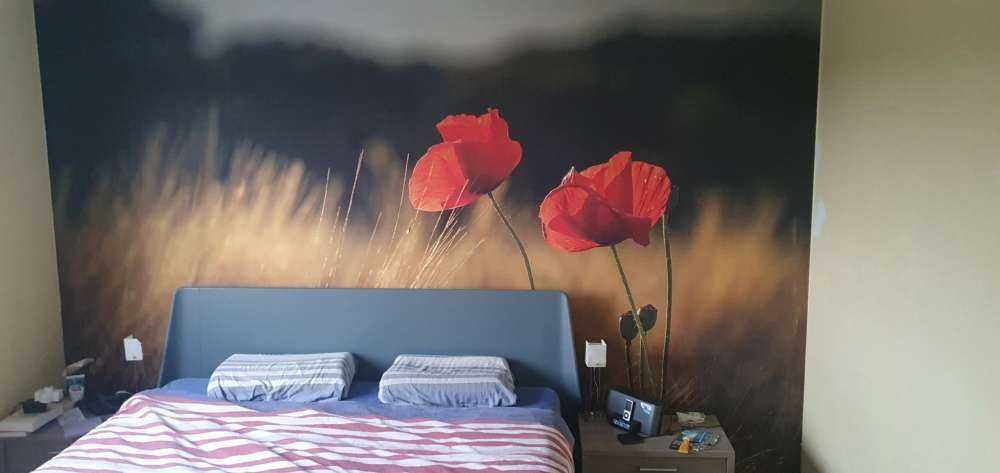 Poppies in a wheat field