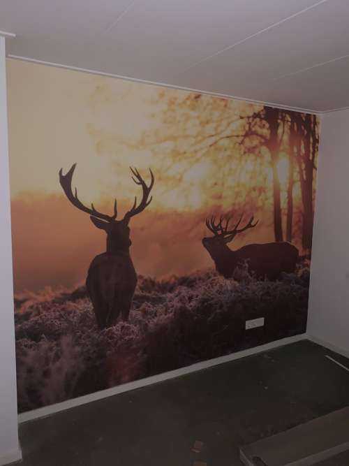 Deer at sunset