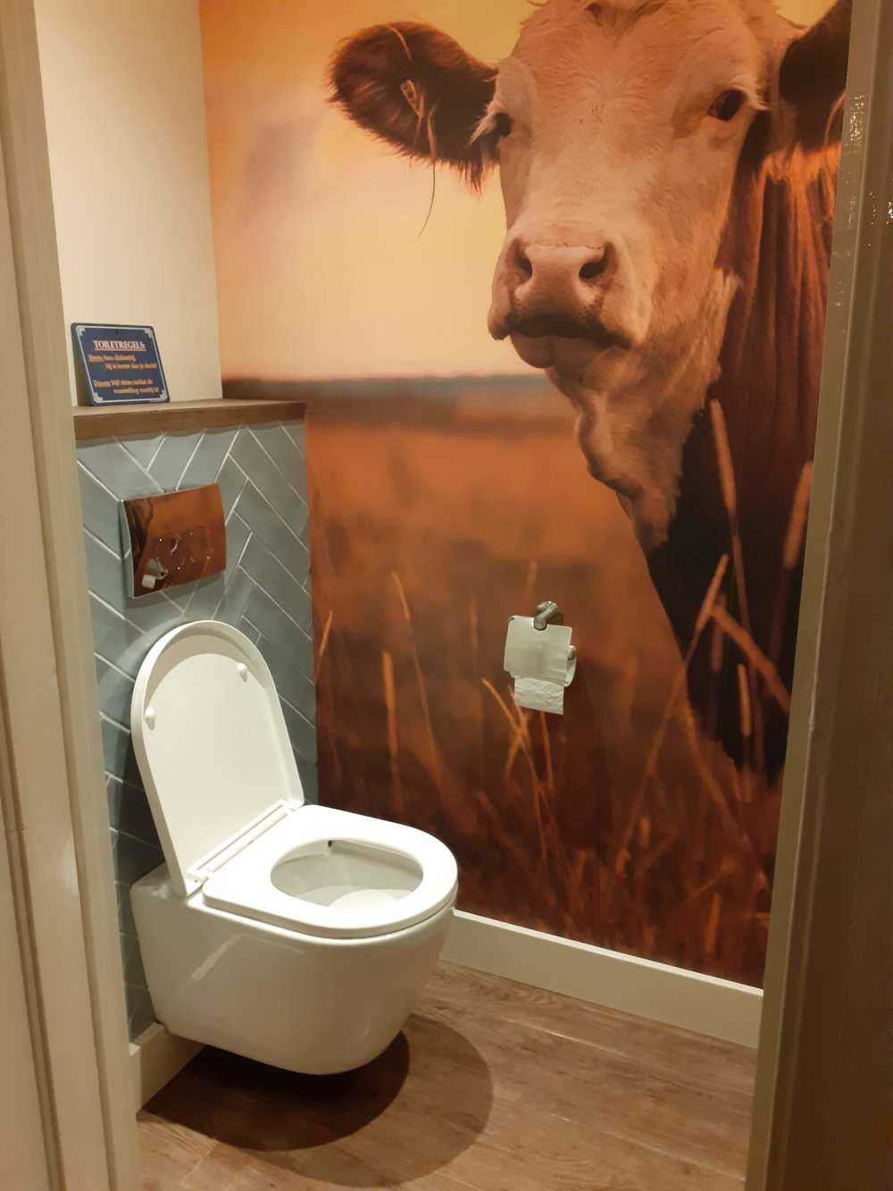 Cows in the evening sun