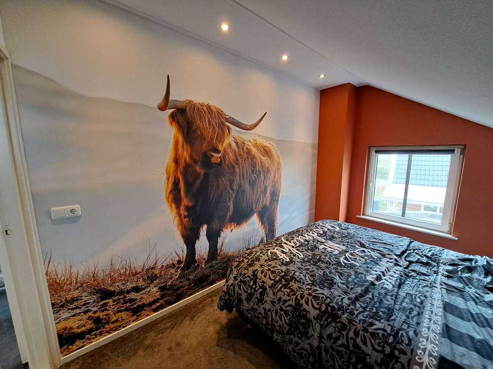 Scottish highlander on a hill