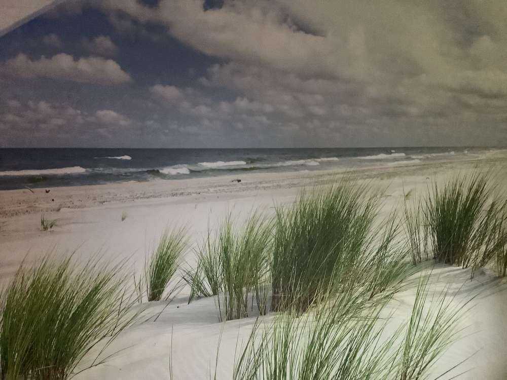 Beach with dune plants