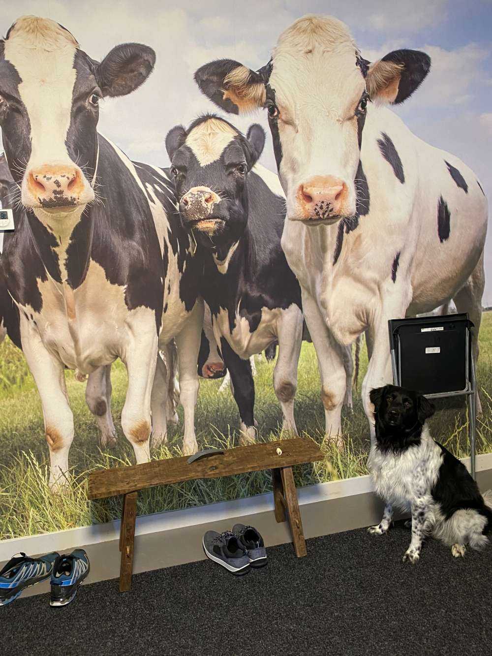 Herd with cows