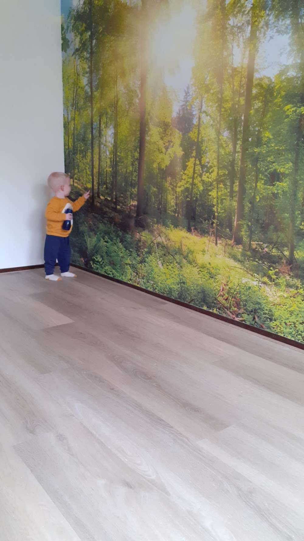 Forest with sunbeams