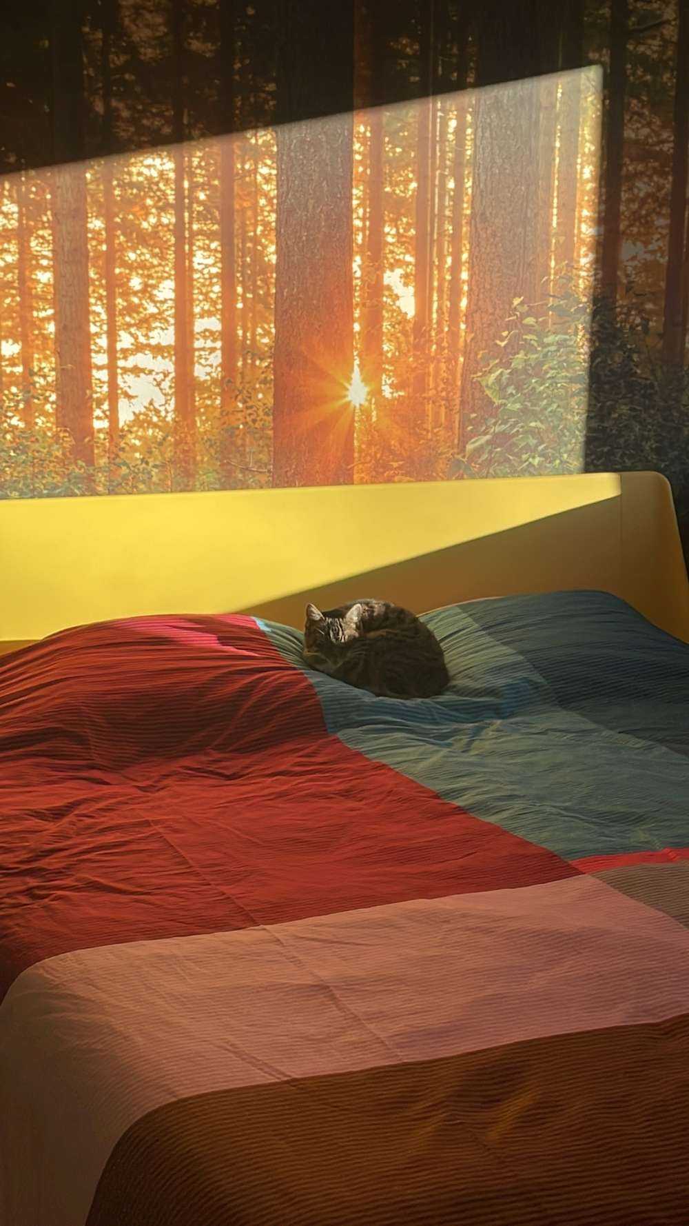 Sunbeams in a coniferous forest