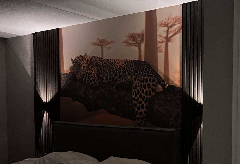Sleeping leopard