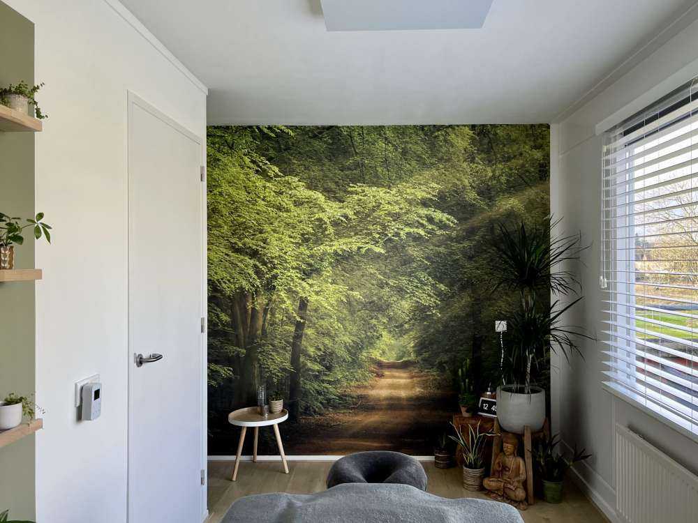 Toad in forest with sunbeams