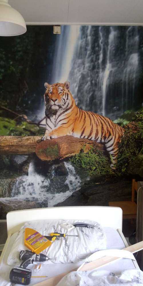 Tiger in the jungle