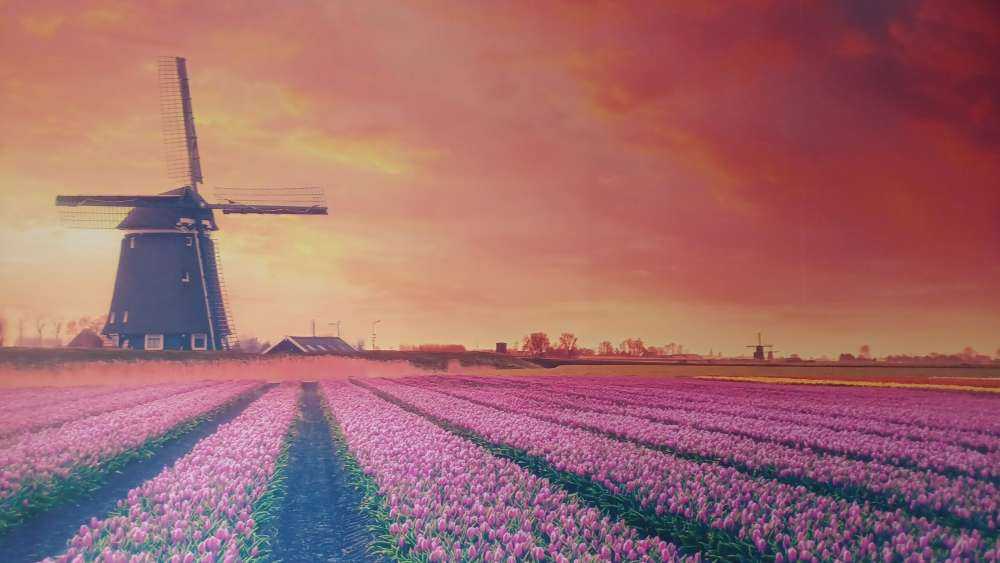 Tulips with mill