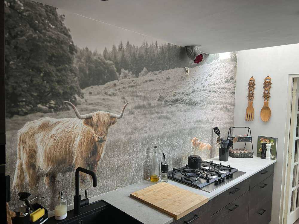 Scottish Highlander with calf