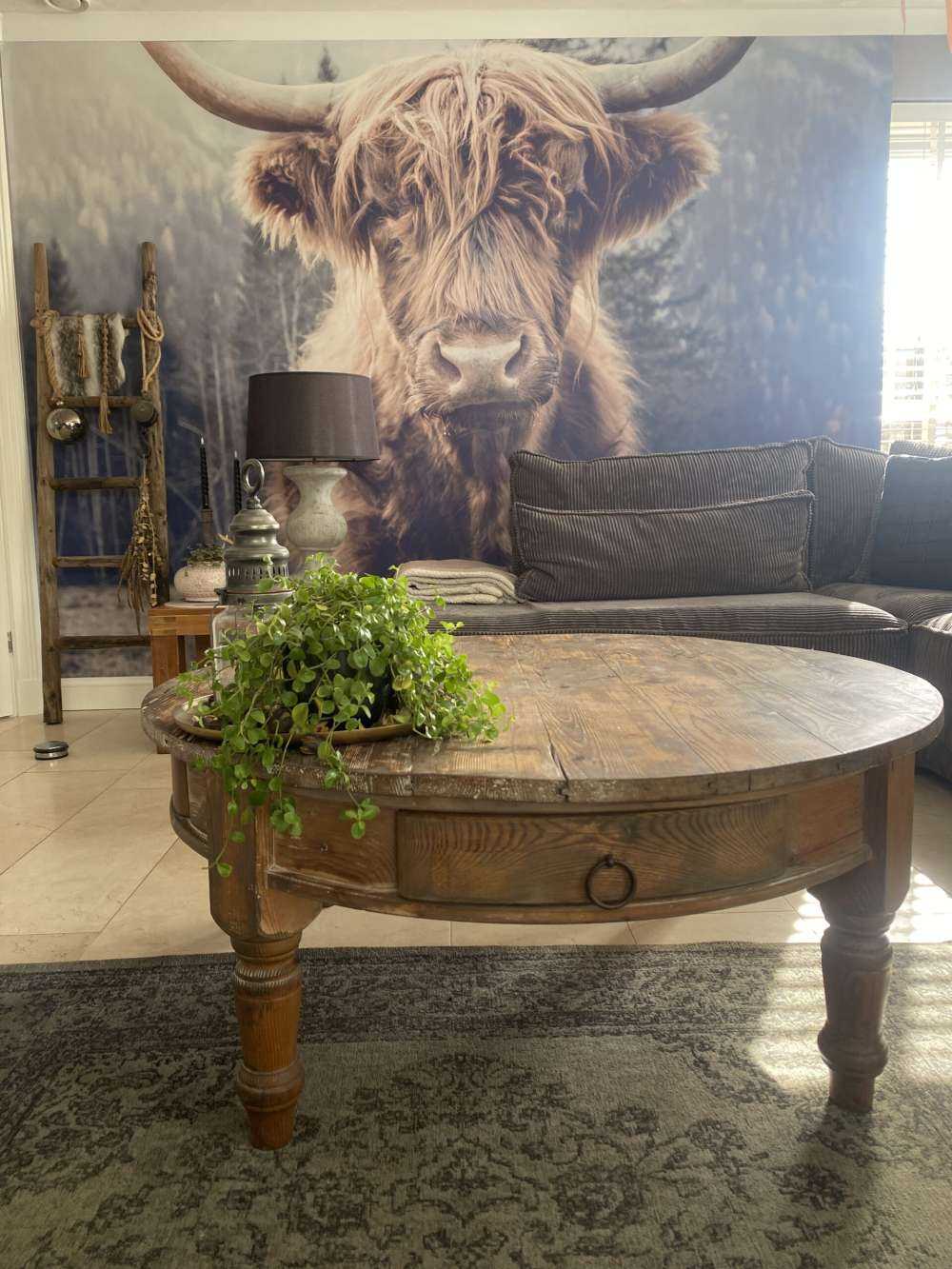 Scottish Highlander by the forest