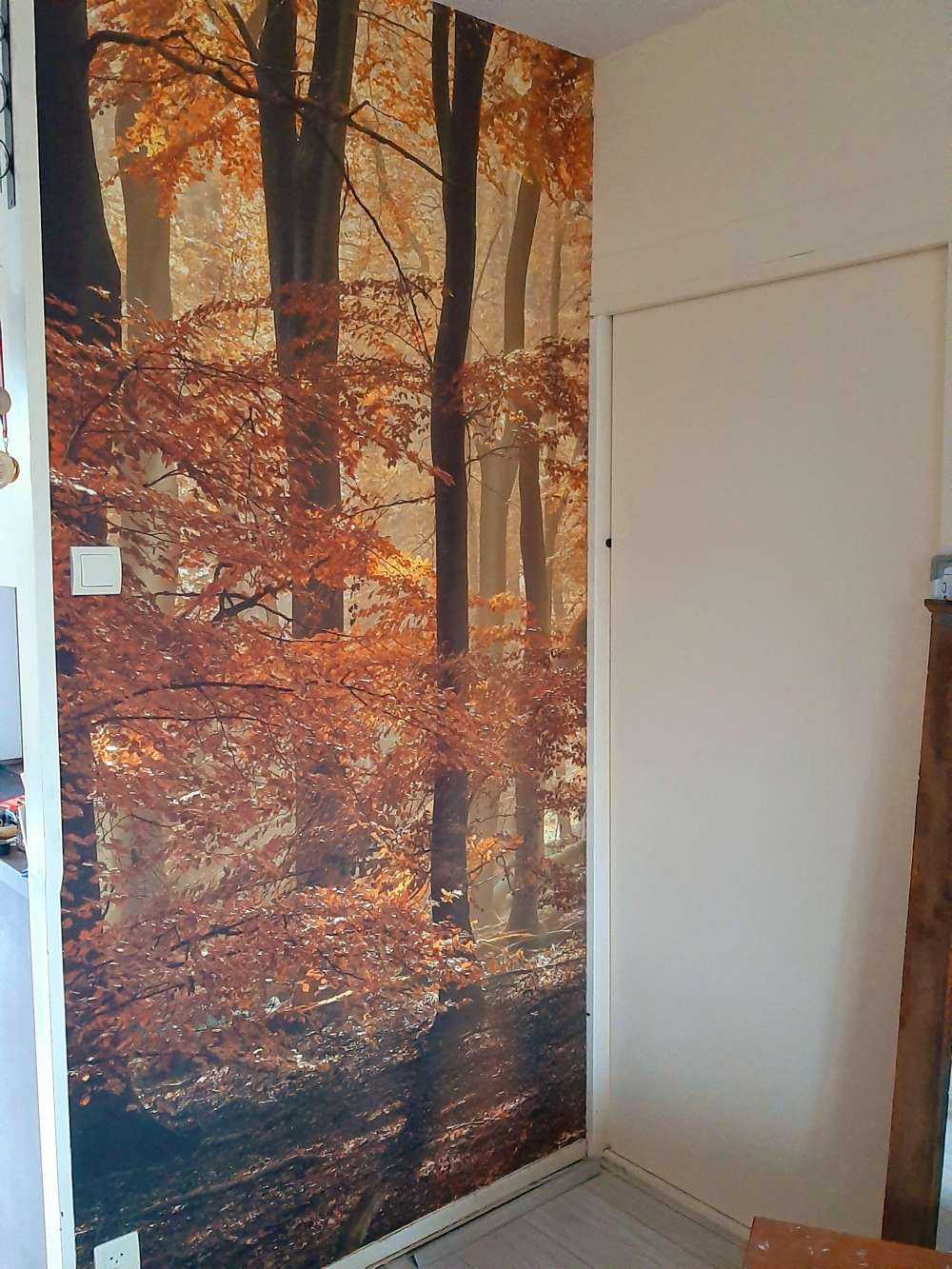 Autumn colours in the forest