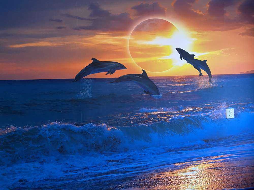Dolphins with sunset