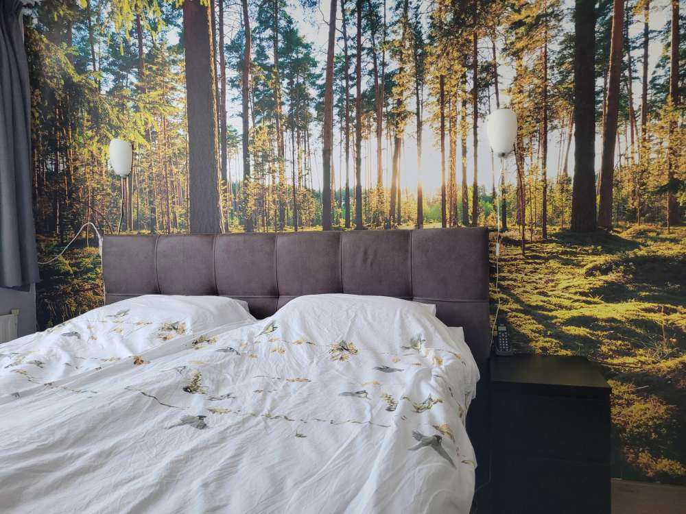 Pine forest