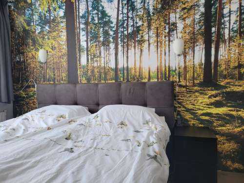 Pine forest