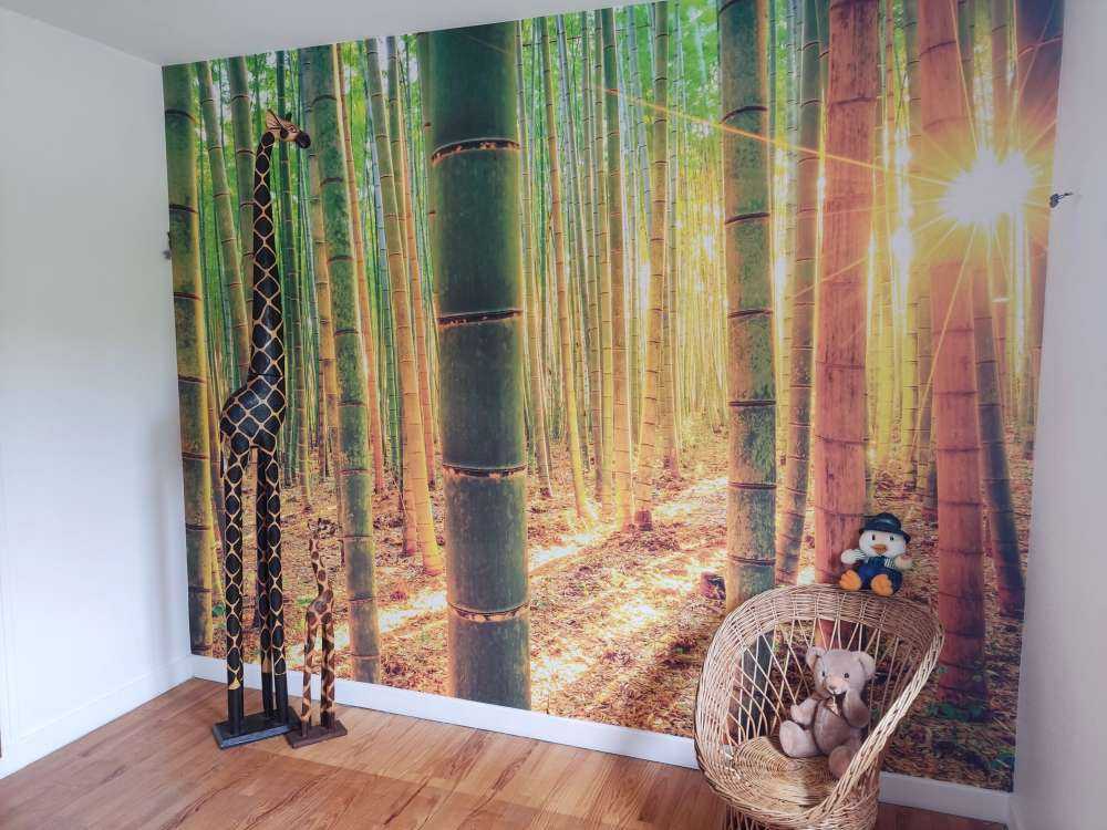 Bamboo forest at sunrise