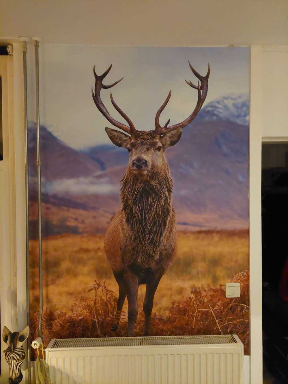 Deer in the mountains