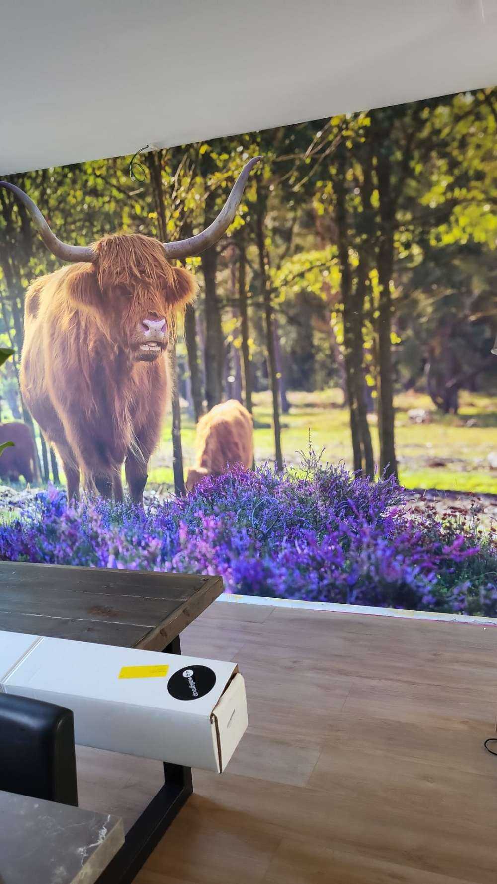 Highlanders in nature reserve