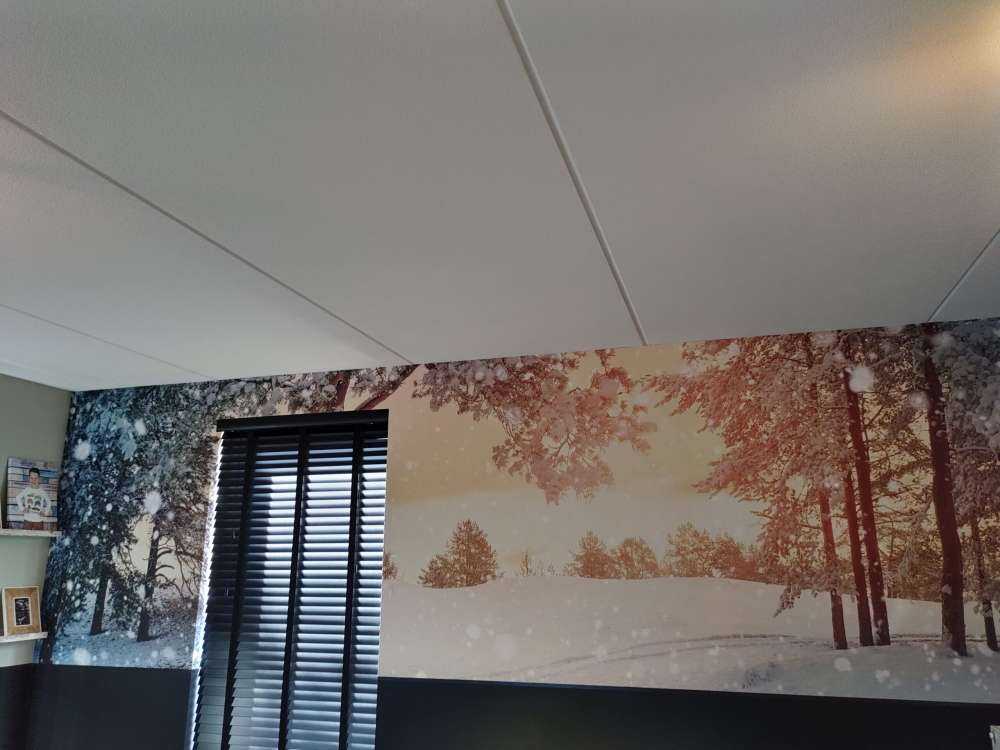 Pine trees with snow