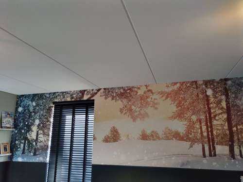 Pine trees with snow