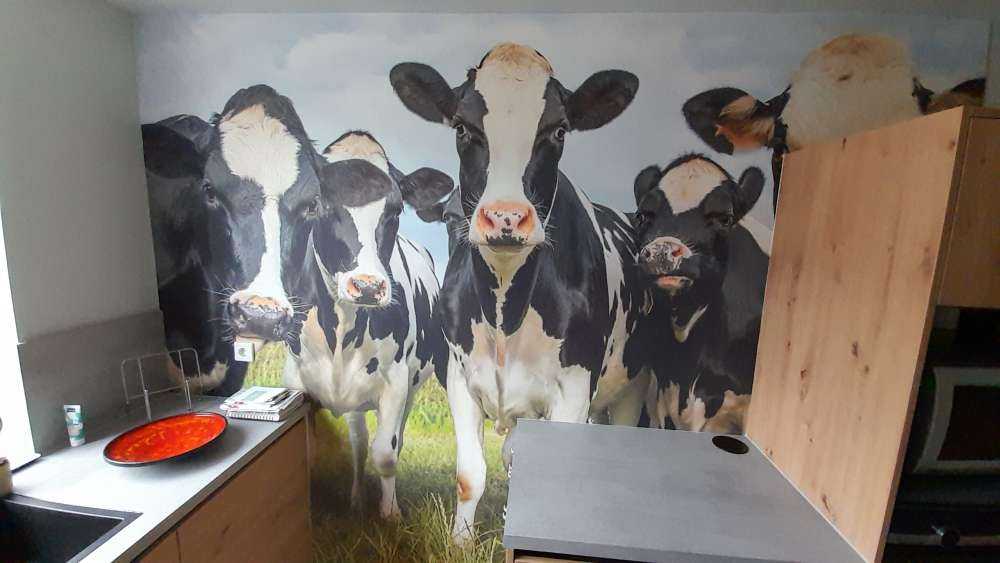 Herd with cows