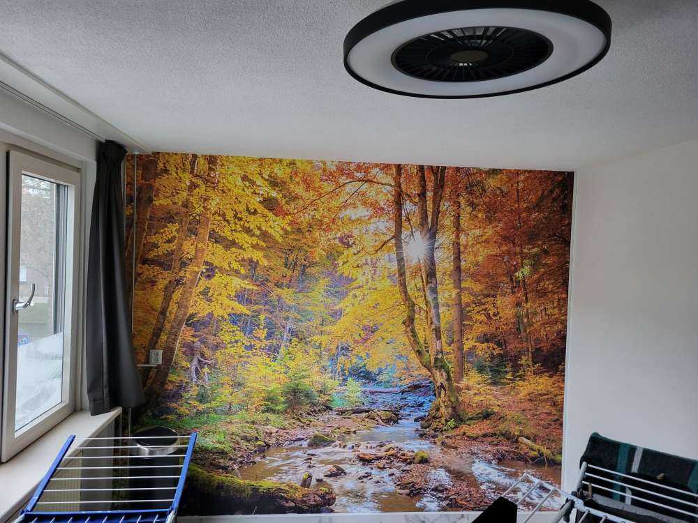 Autumn in wild forest