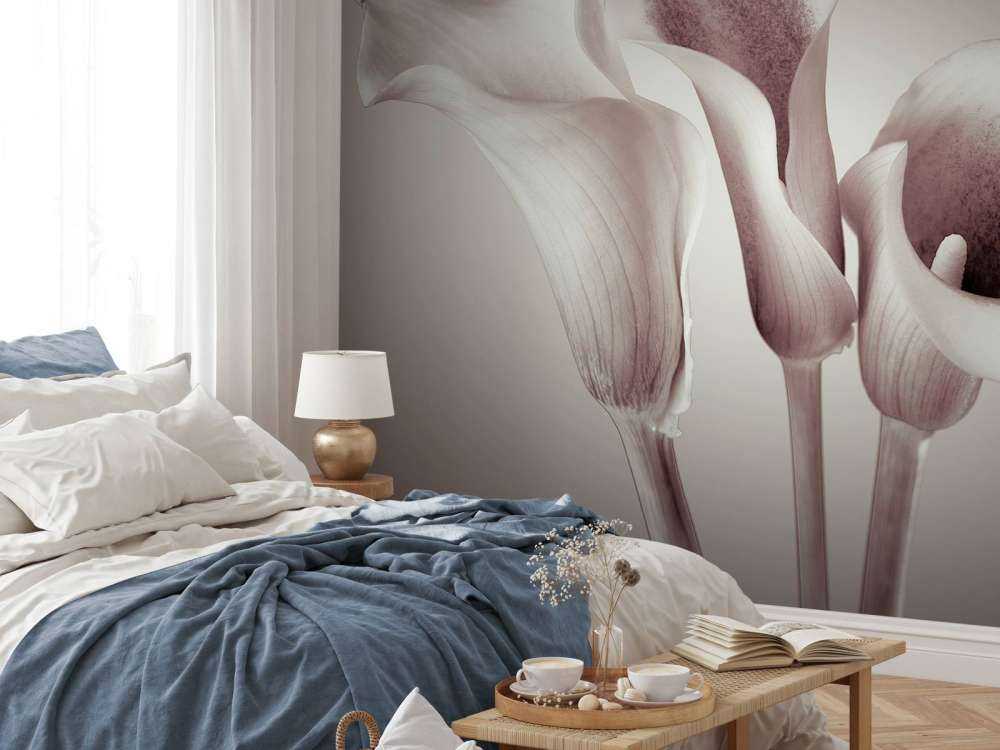 Calla Lys