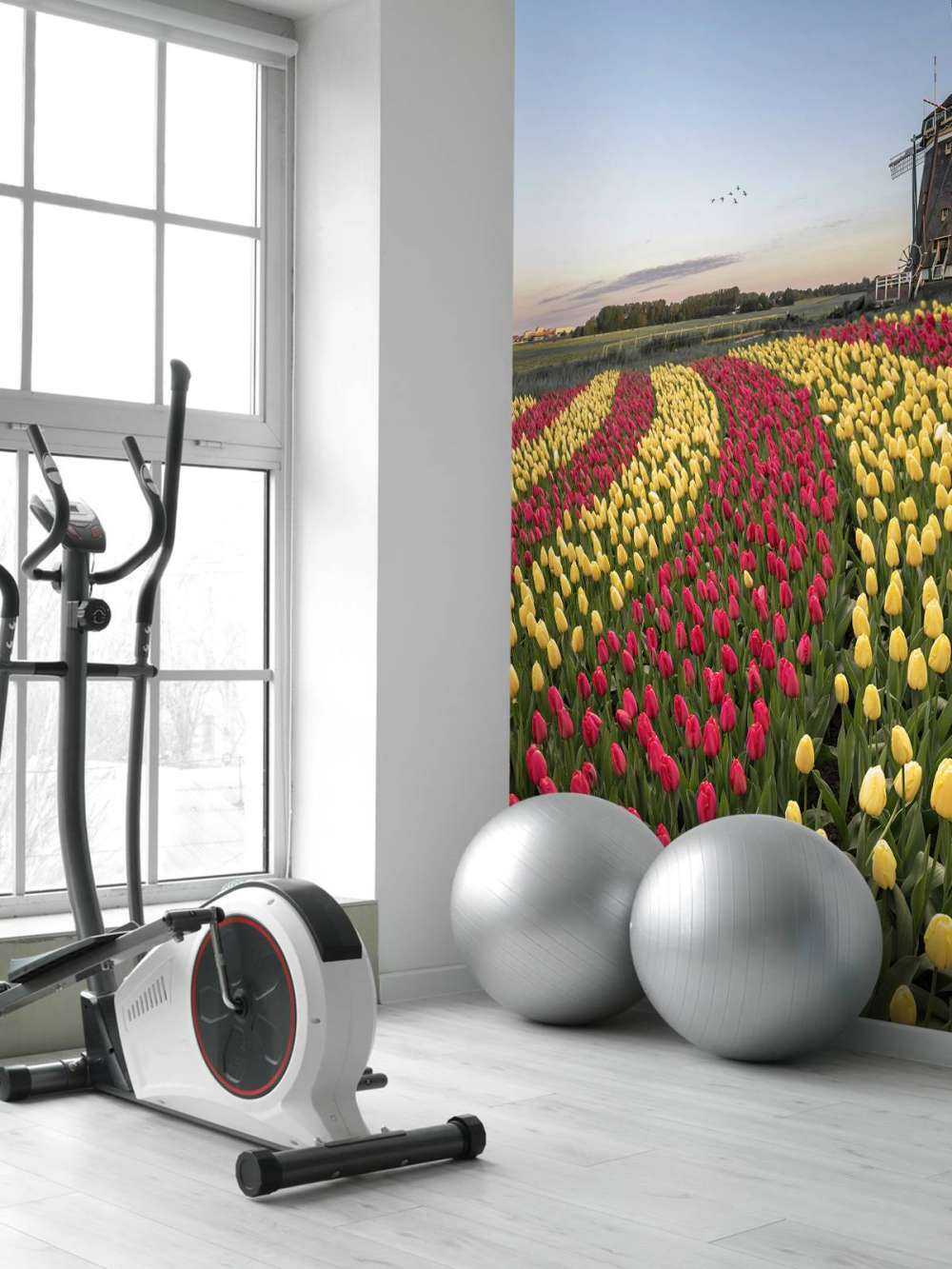 Dutch tulip field