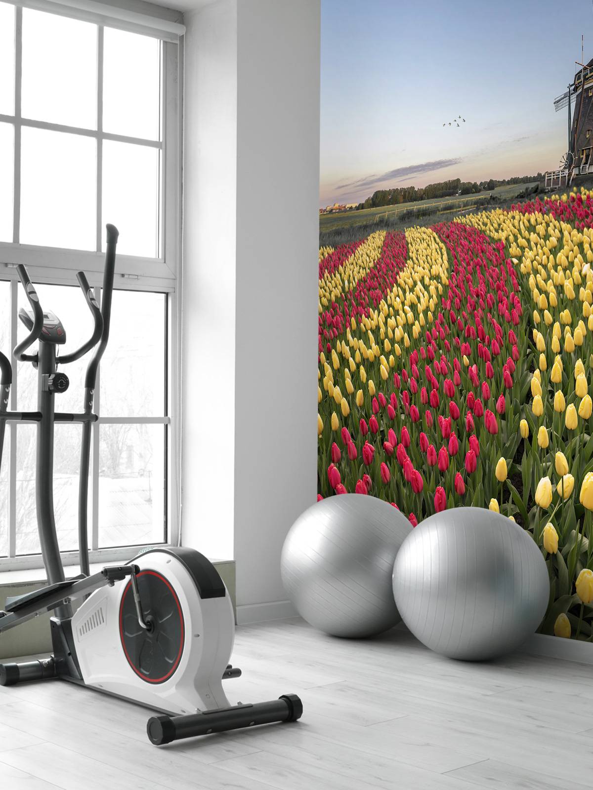 Dutch tulip field