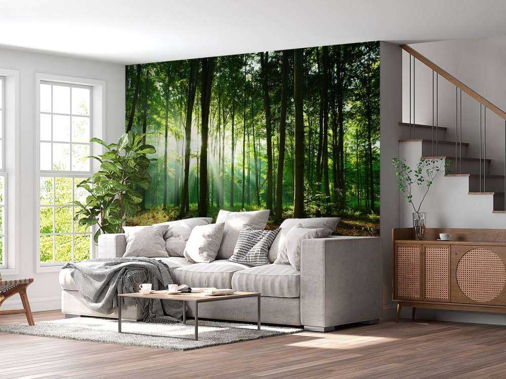 A morning in the forest