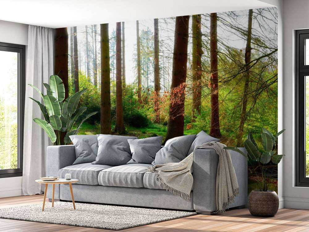 Autumn forest with bright sunlight