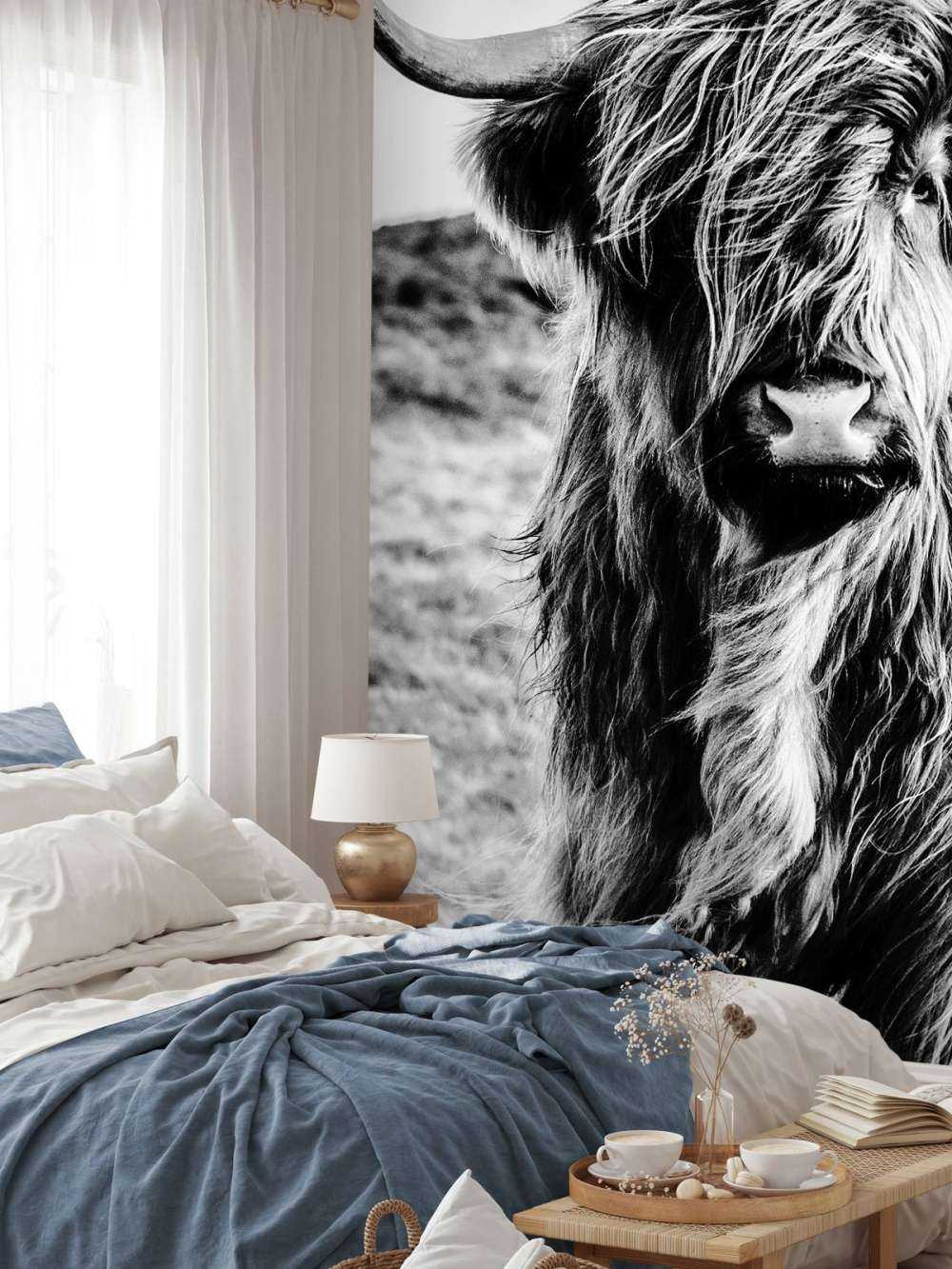 Scottish Highlander in black and white
