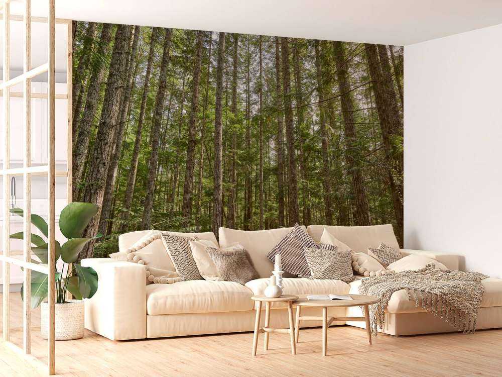 Thin trees in the forest