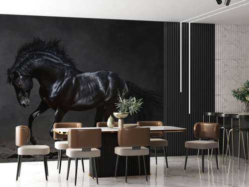 Black stallion