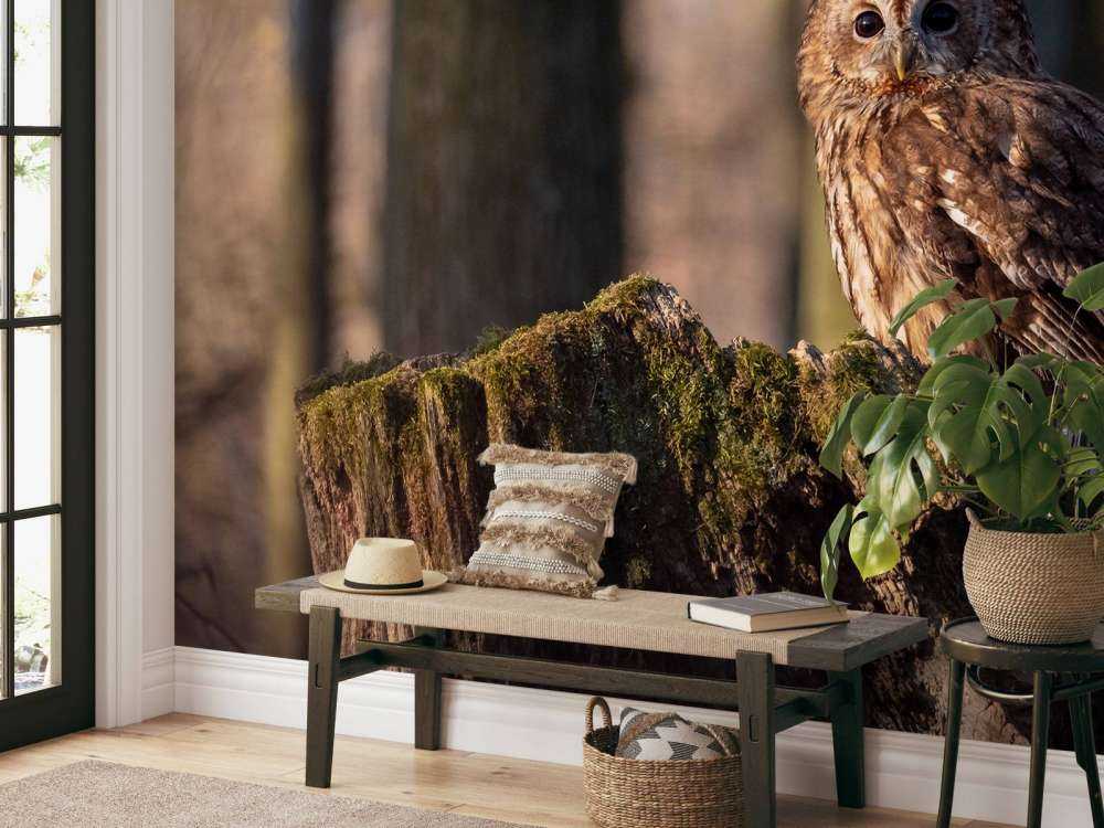 Little owl on a broken tree