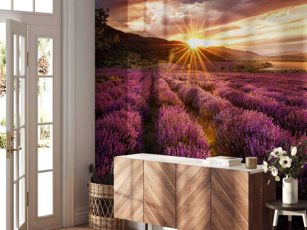 Lavender under the sun