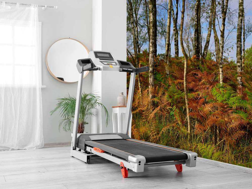 Birches with coloured ferns