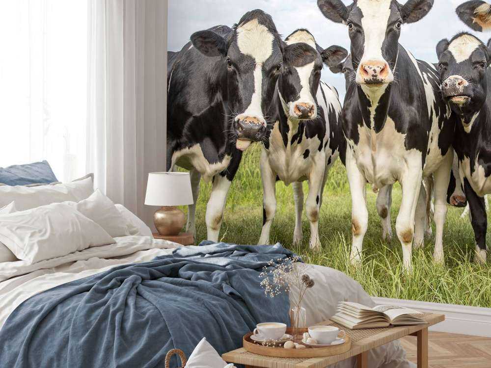 Herd with cows