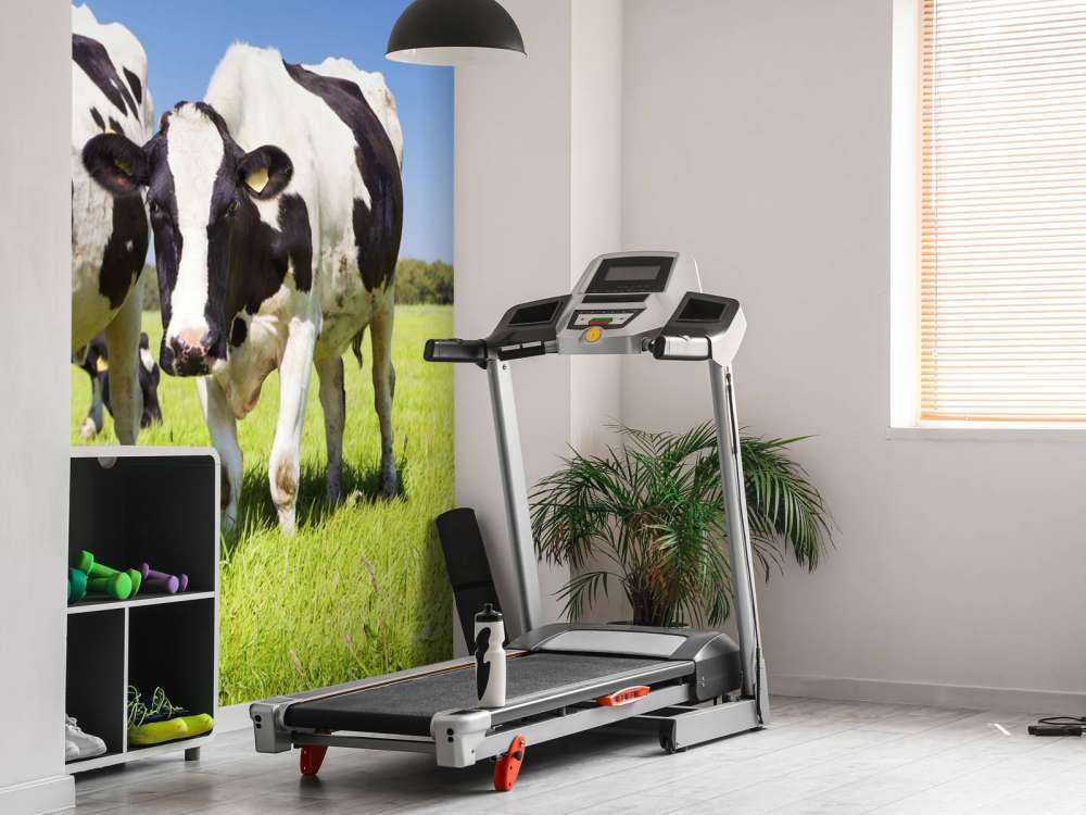 Photo wallpaper cows