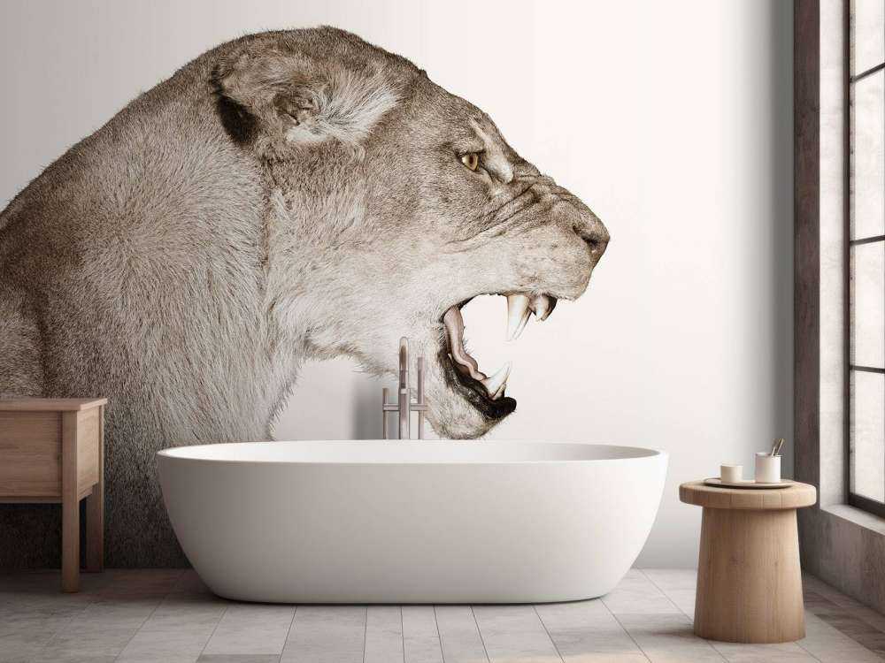 Lioness side view offwhite